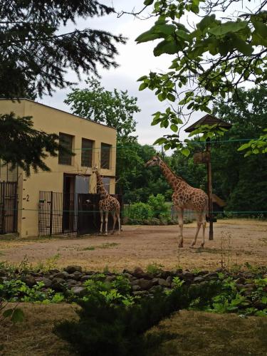 1-LO-w-Zoo-1